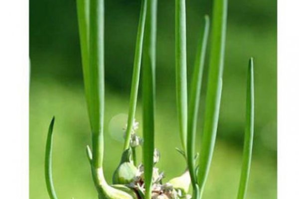 Кракен ссылка 2web