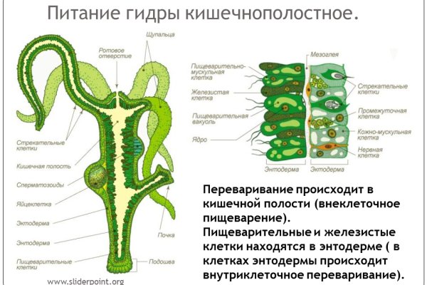 Kraken com зеркало