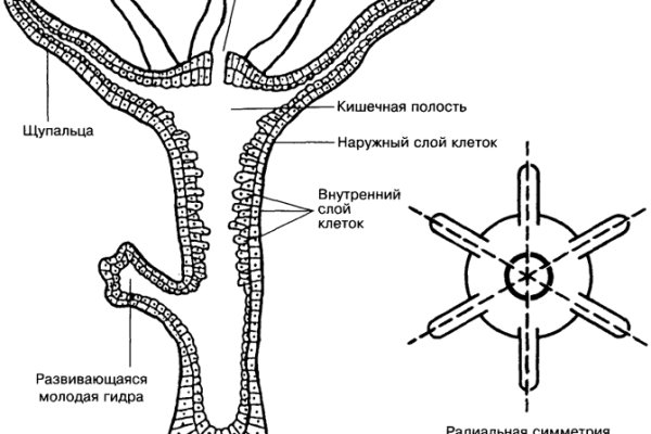 Тор браузер кракен