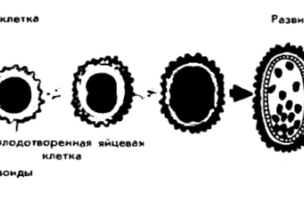 Кракен нет