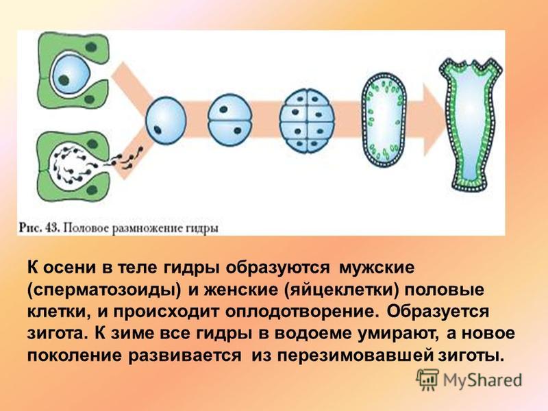 Кракен сайт дарк нет